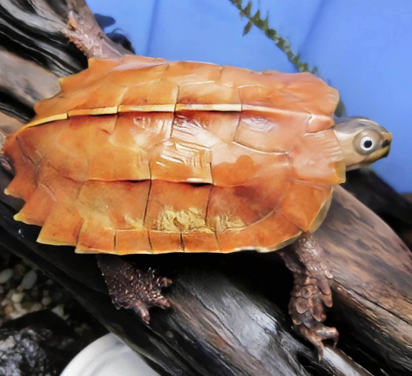 每天认识一种动物——枫叶龟 枫叶龟别名地龟,金龟,十二棱龟,原产于