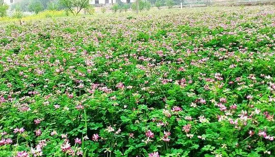 紫云英什么时候播种好