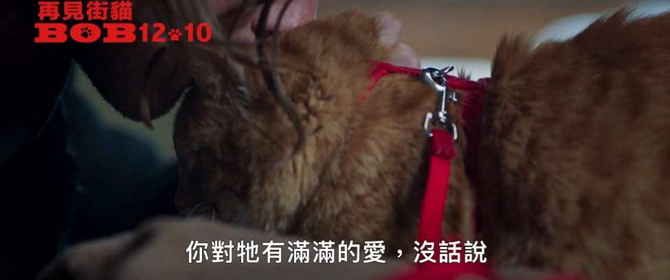 《再见街猫BOB》我这个人很简单，有猫能撸我就能活下去