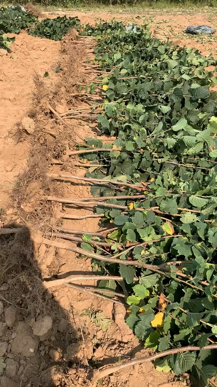 二年生大榛子苗,辽宁榛子树-度小视