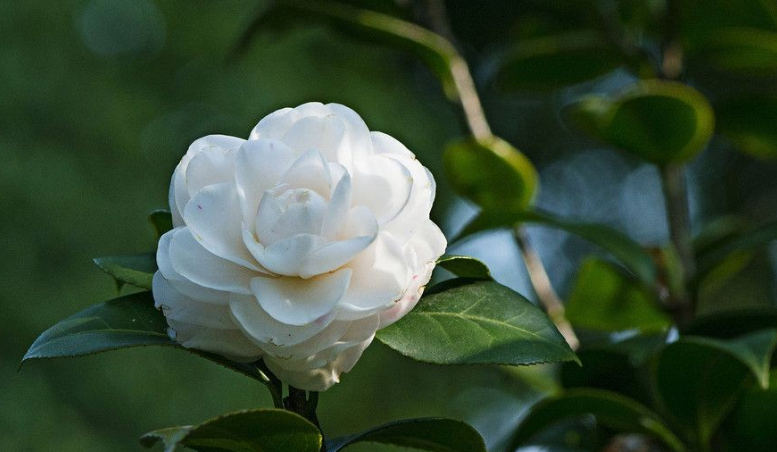 白色山茶花的花语是什么