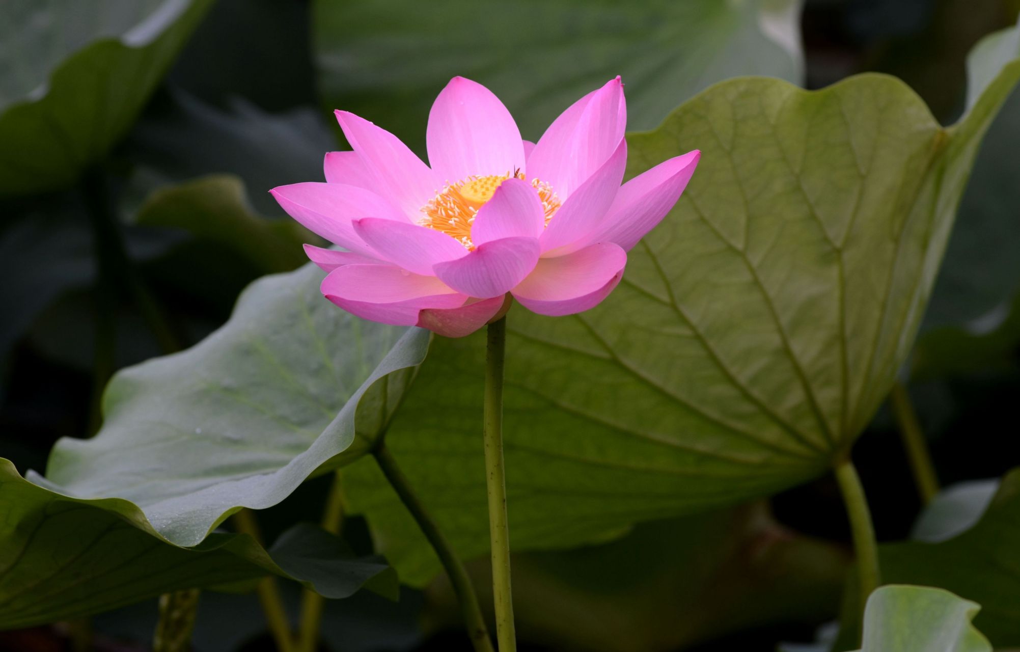 盛夏风景# 一池夏荷,亭亭玉立,在七月的每一天.