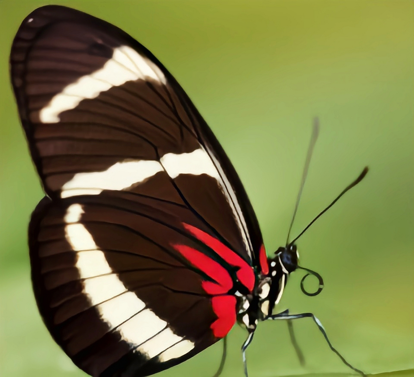 每天认识一种昆虫——红带袖蝶 这种绚丽的蝴蝶是红带袖蝶,它的翅膀红