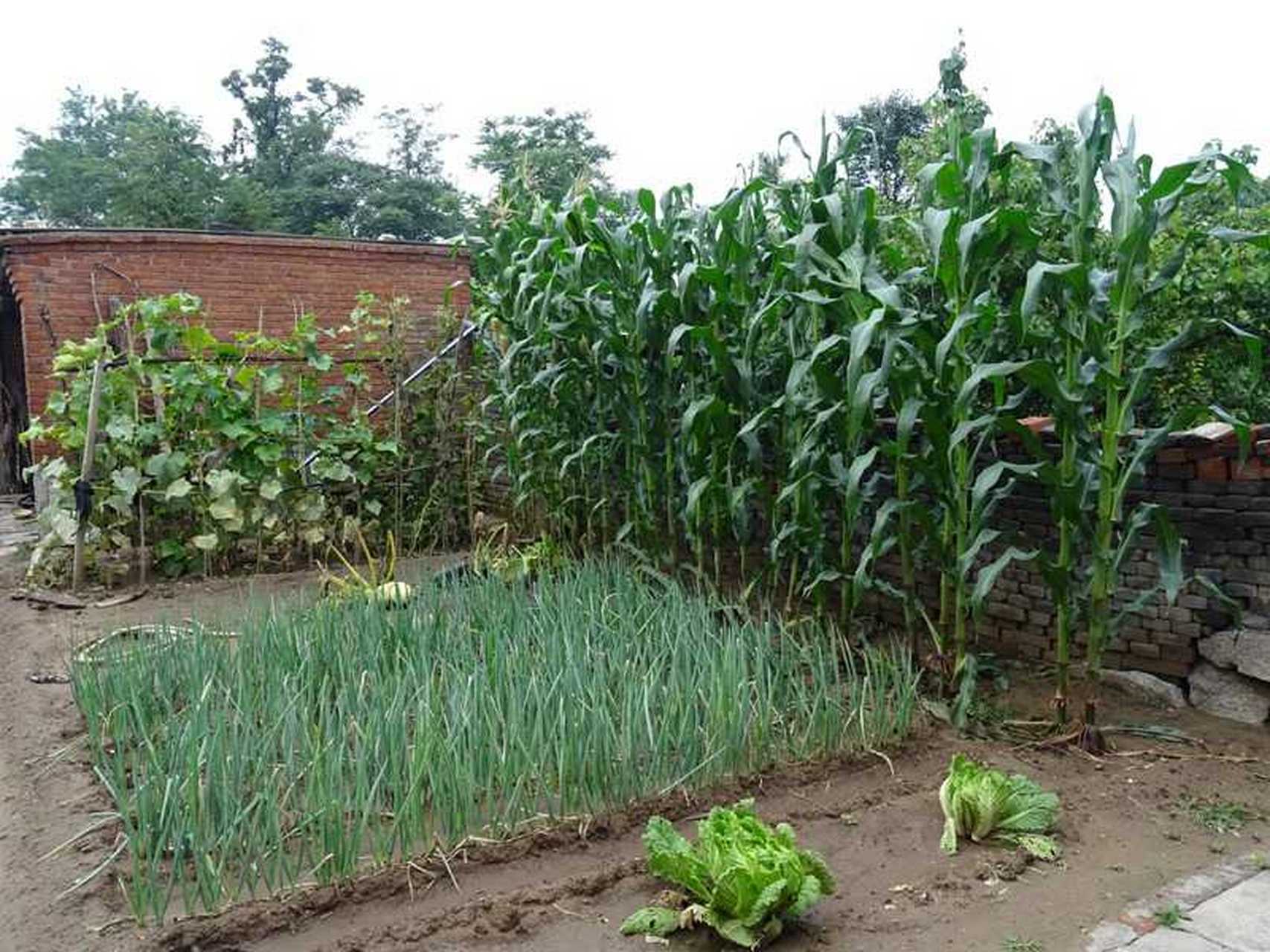 想念夏天农家小院里的瓜果和蔬菜  北方农家的农村基本上人人都有一个