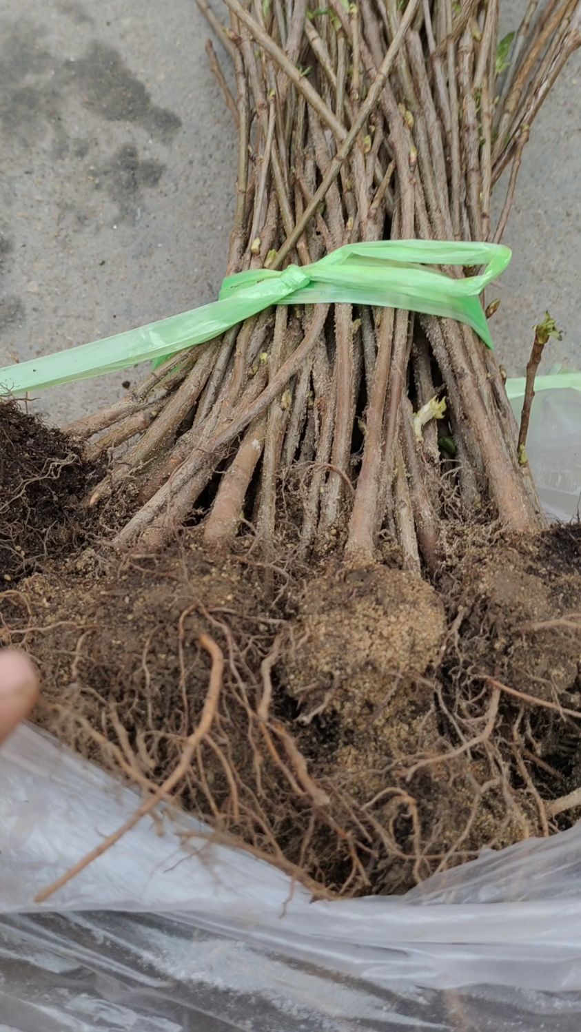 吉塞拉砧木苗!吉塞拉6号四倍体——y1砧木苗!