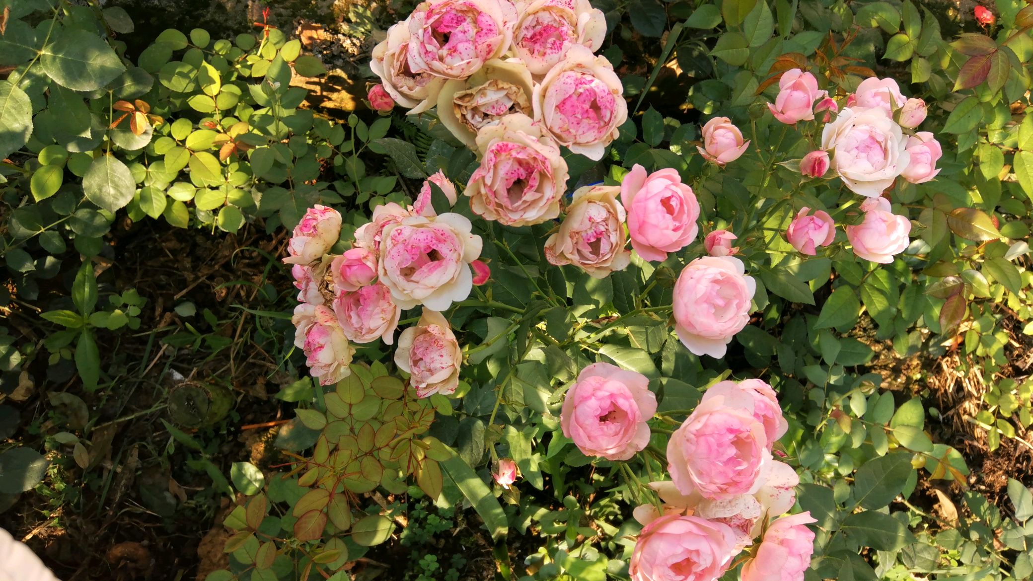 新手小白养殖月季花不在多而在于精,管住自己的手,不要每天买买