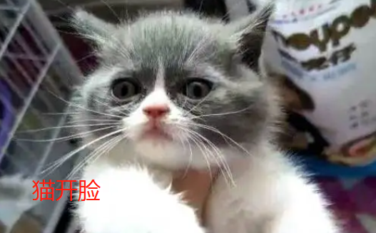 猫开脸什么意思?