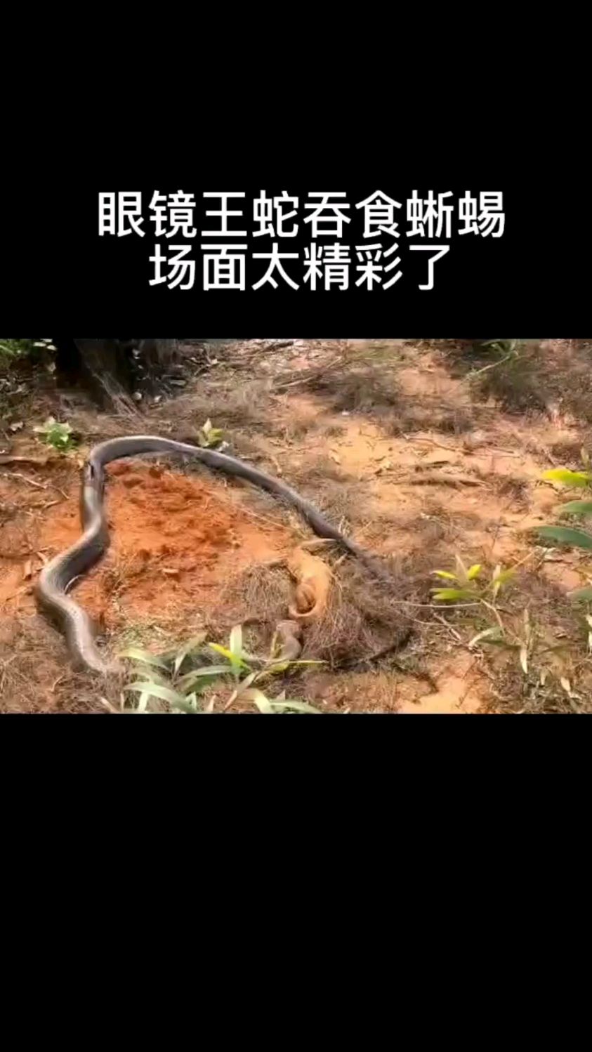 眼镜王蛇吞食蜥蜴,这一幕太震撼了,平日里嚣张的蜥蜴此刻也没了脾气.