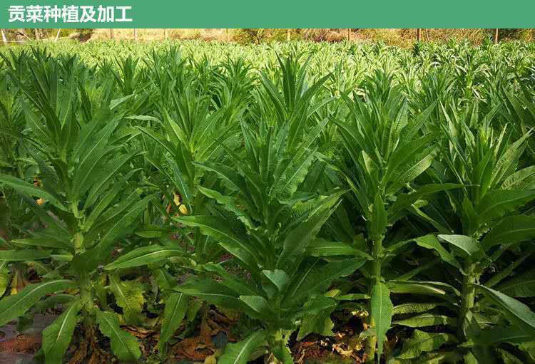 贡菜是这样子的