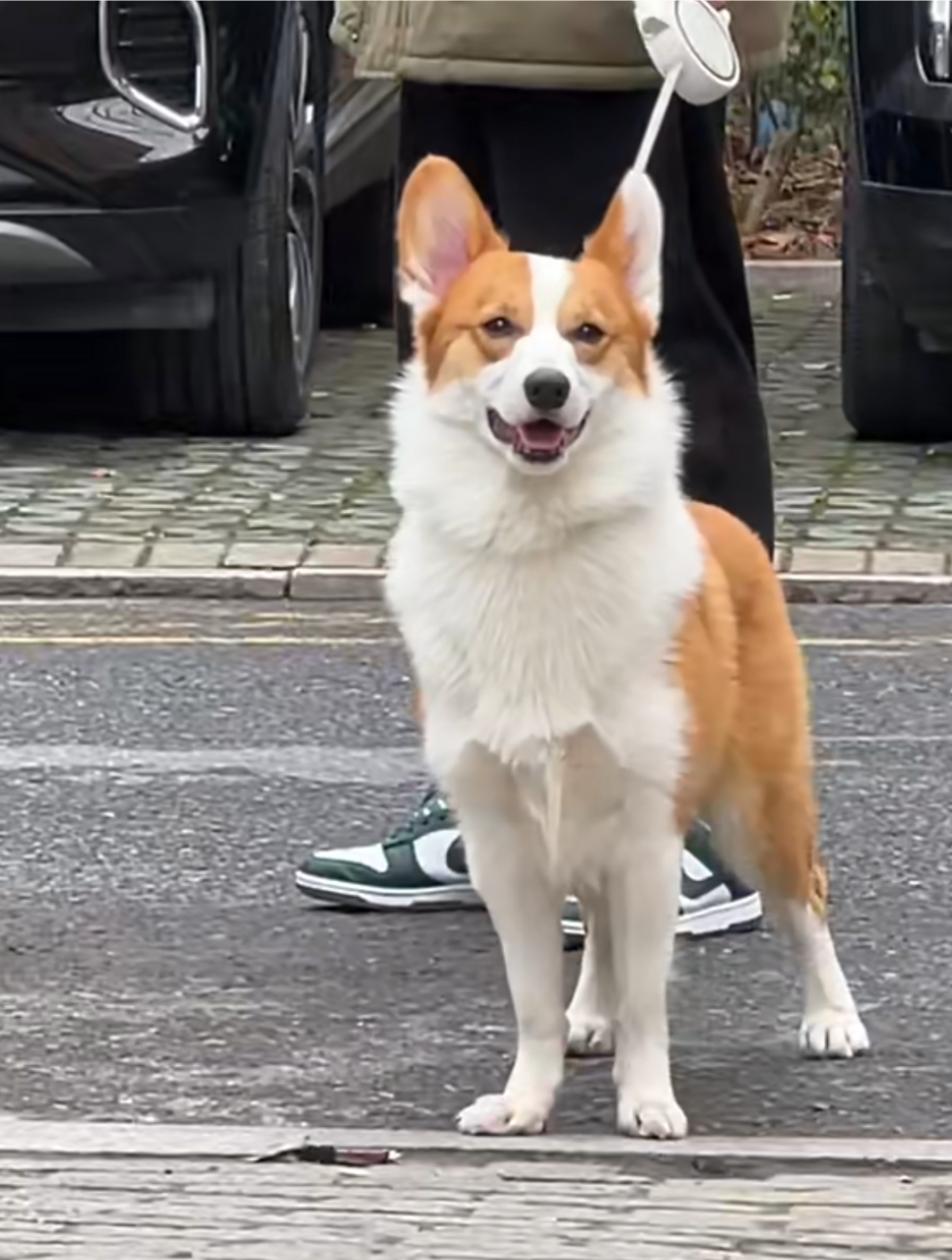 哈哈哈,好帅的"高尔基"啊,腿真长![嘿哈]#狗狗