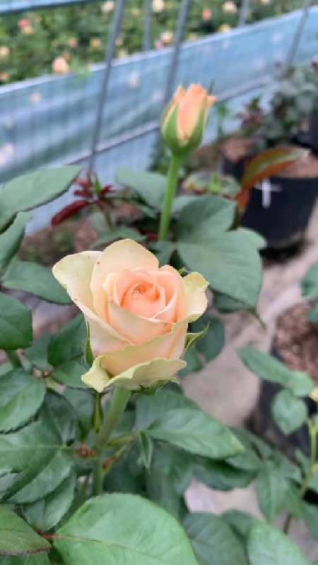 柏拉图月季 来自肯尼亚的切花玫瑰——柏拉图,淡淡的奶油质感,由浅