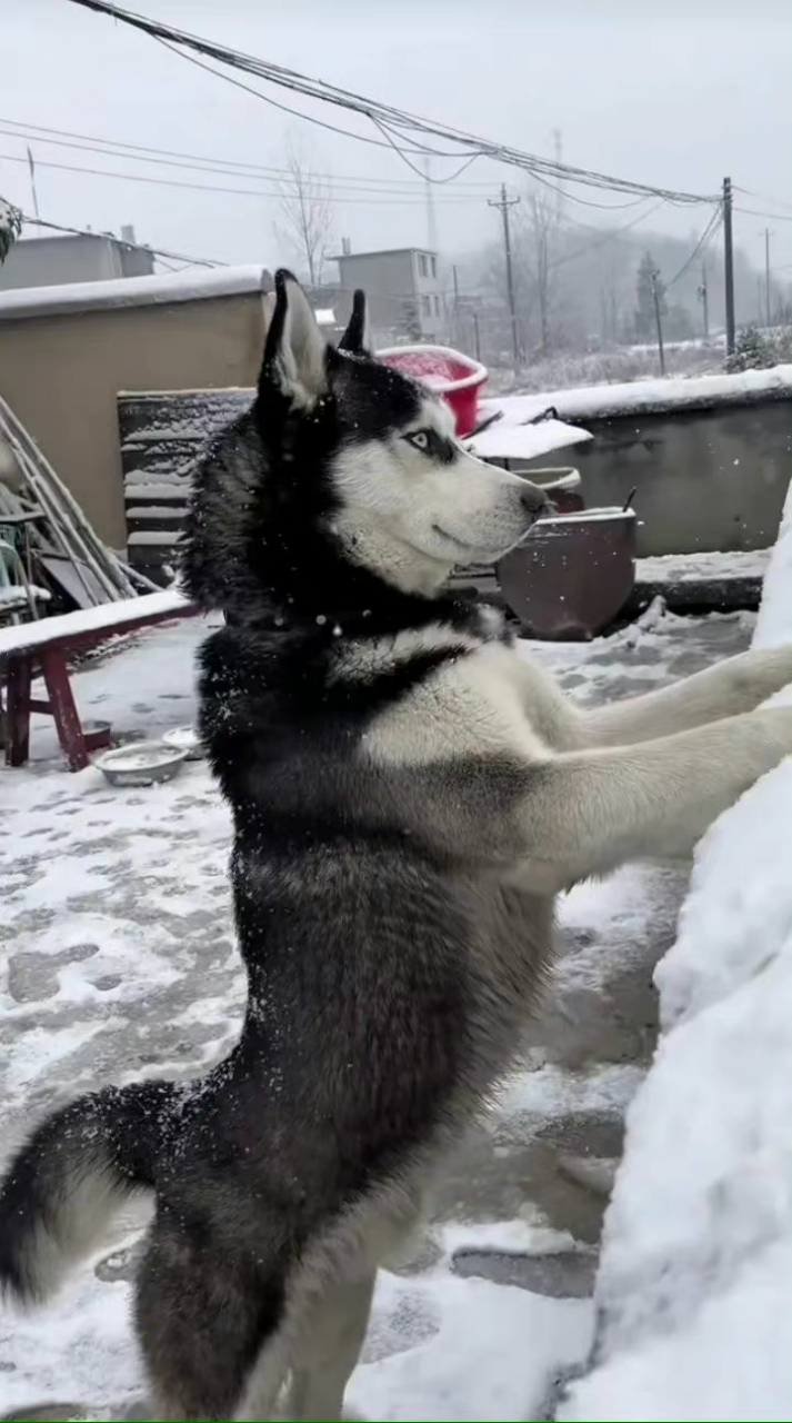 为了狗子部落!巴扎嘿!