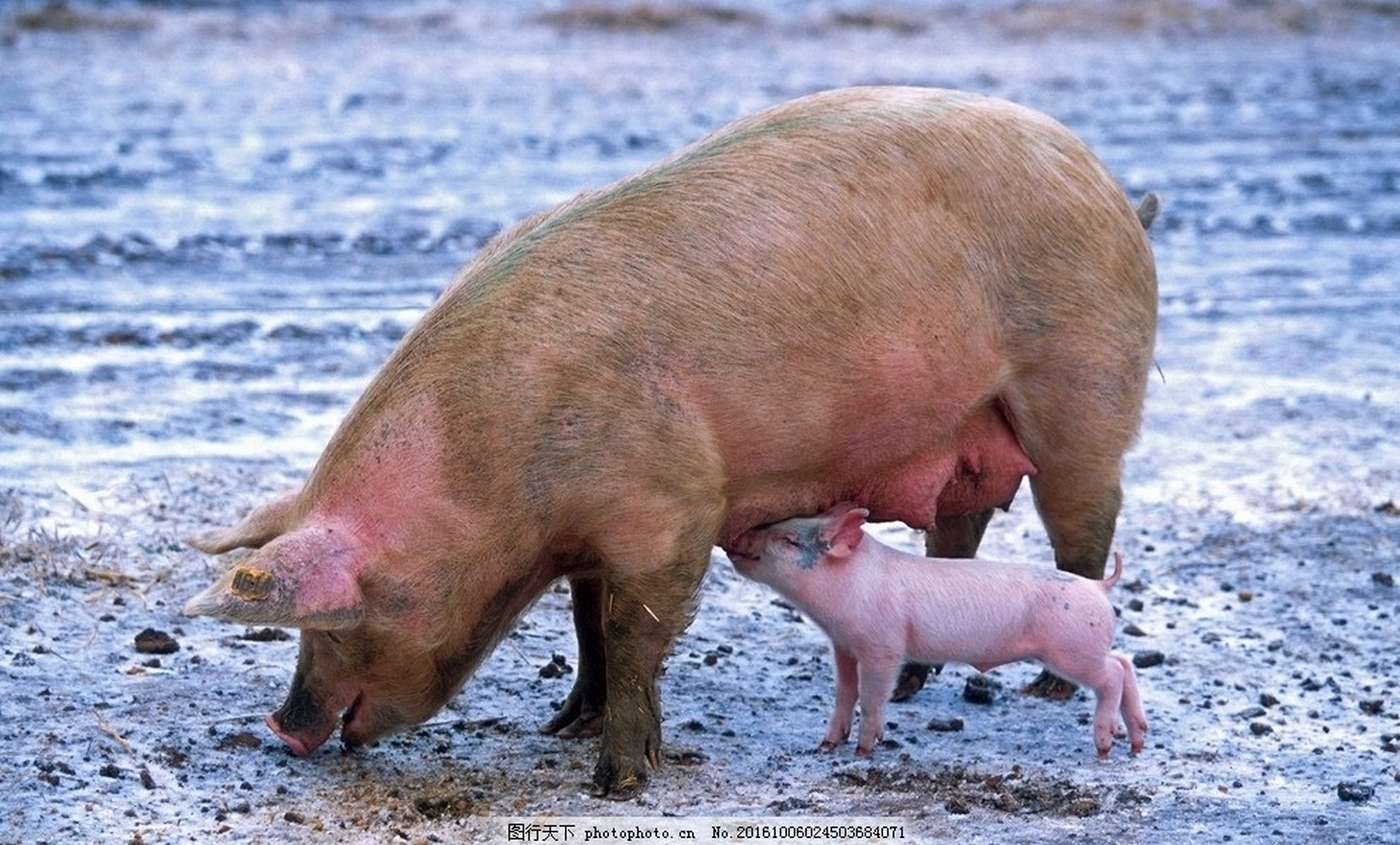 小猪吃奶的样子实在让人震惊,一窝蜂涌上去,不知道有没有吃到[嘻嘻]