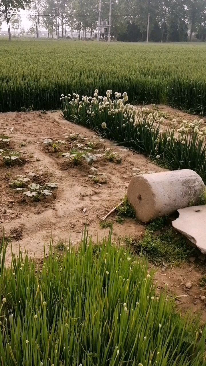 三天后雨水节气,七天后河南驻马店西平嫘祖镇嫘祖庙,好戏大戏会,农民