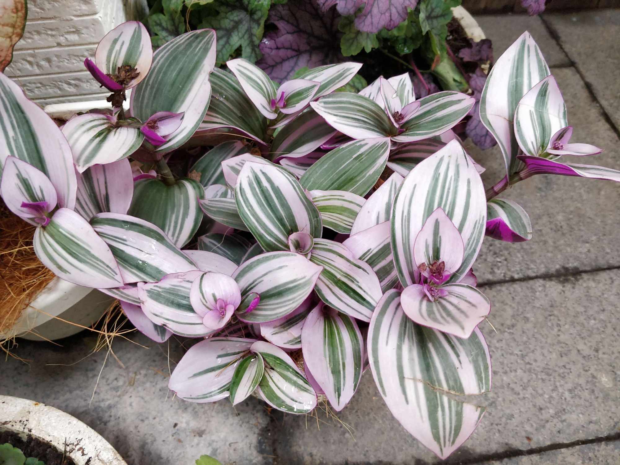 朴实淡雅吊竹梅,纯美无暇吐芳华