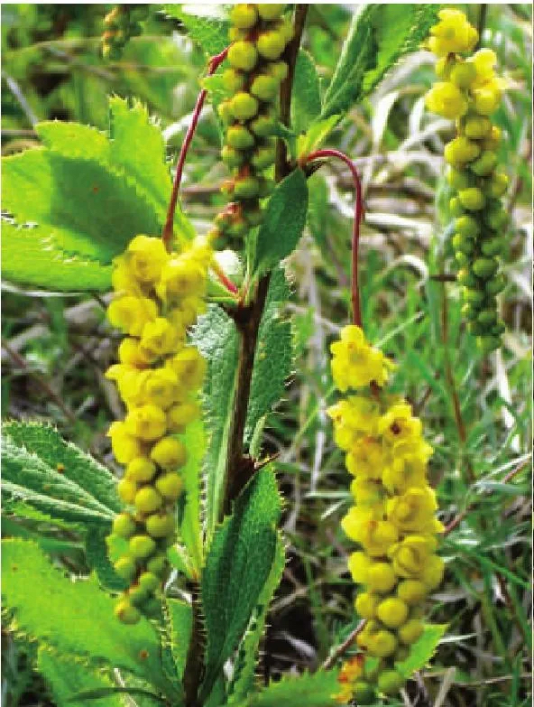 野生三颗针的药效图片