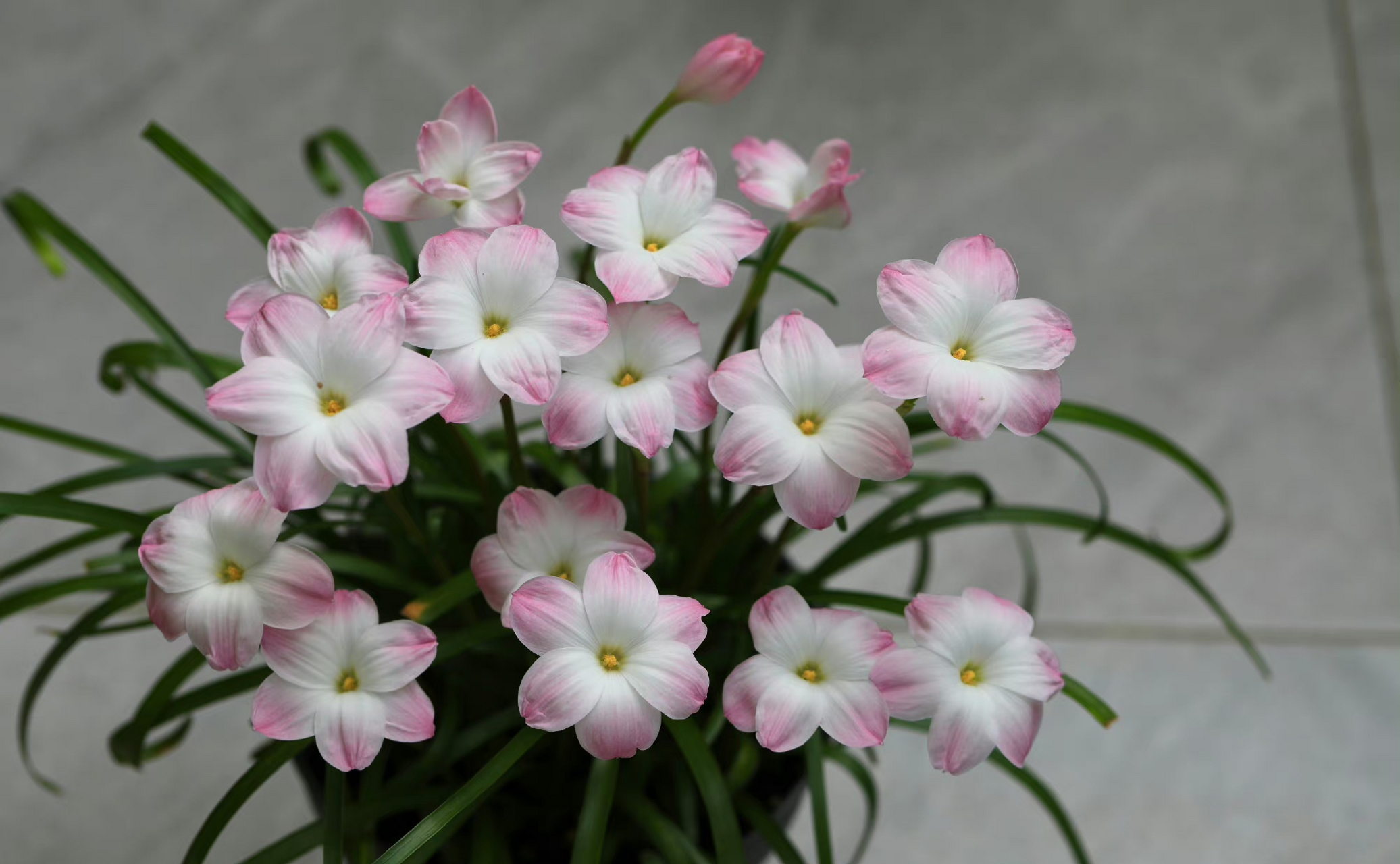 早鲜花风雨兰胖丽丽 ,时光仓促,时光也缓慢.