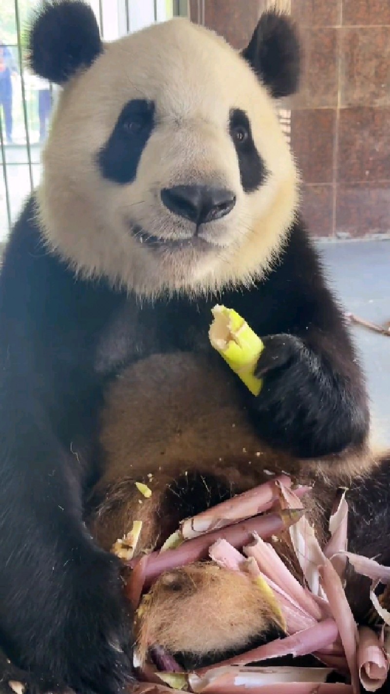 大熊猫佳佳,吃播