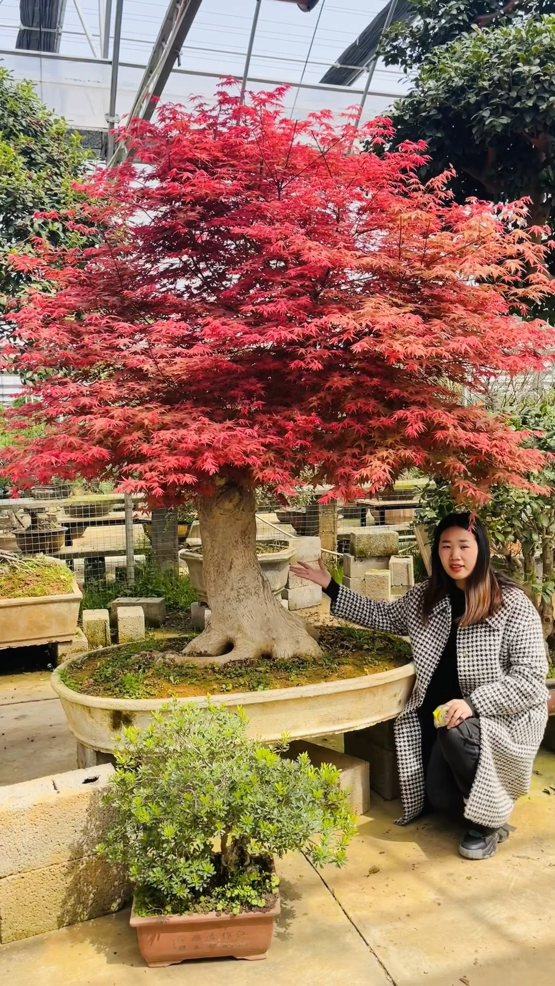 日本红枫盆景,红舞姬红枫盆景