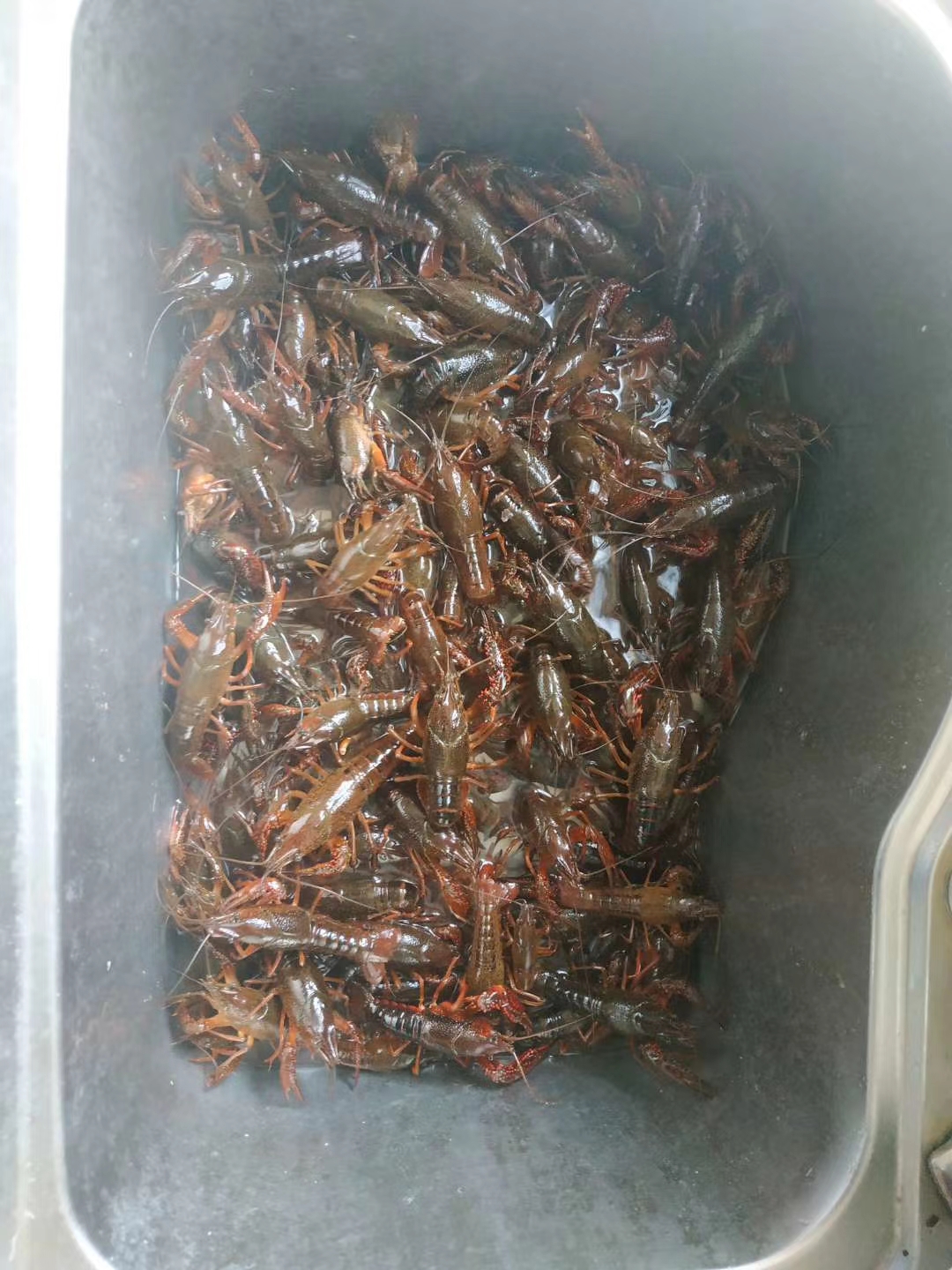 十斤小龙虾,你说怎么吃?