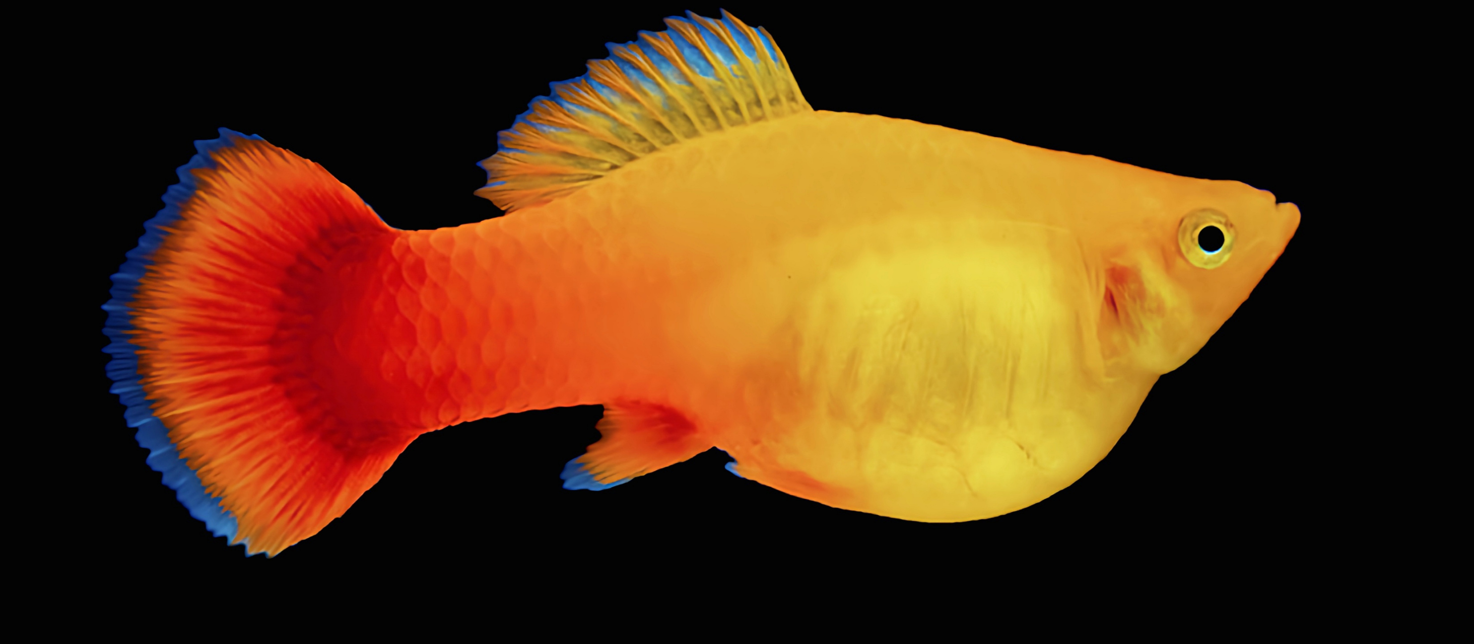 每天认识一种动物——牡丹鱼 牡丹鱼别名金牡丹,大帆金鸳鸯,原产于北