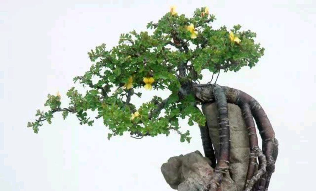 小微盆景四大家之金雀