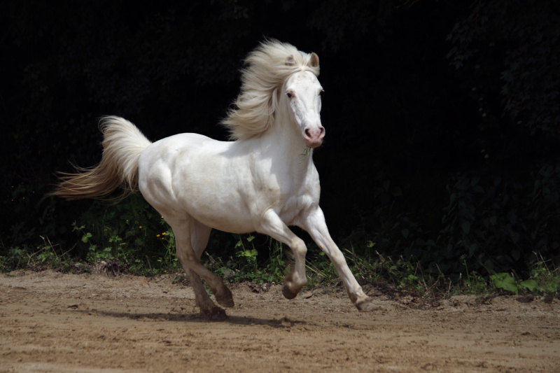 属马2023年运势及运程详解 2023年属马人的全年每月运势