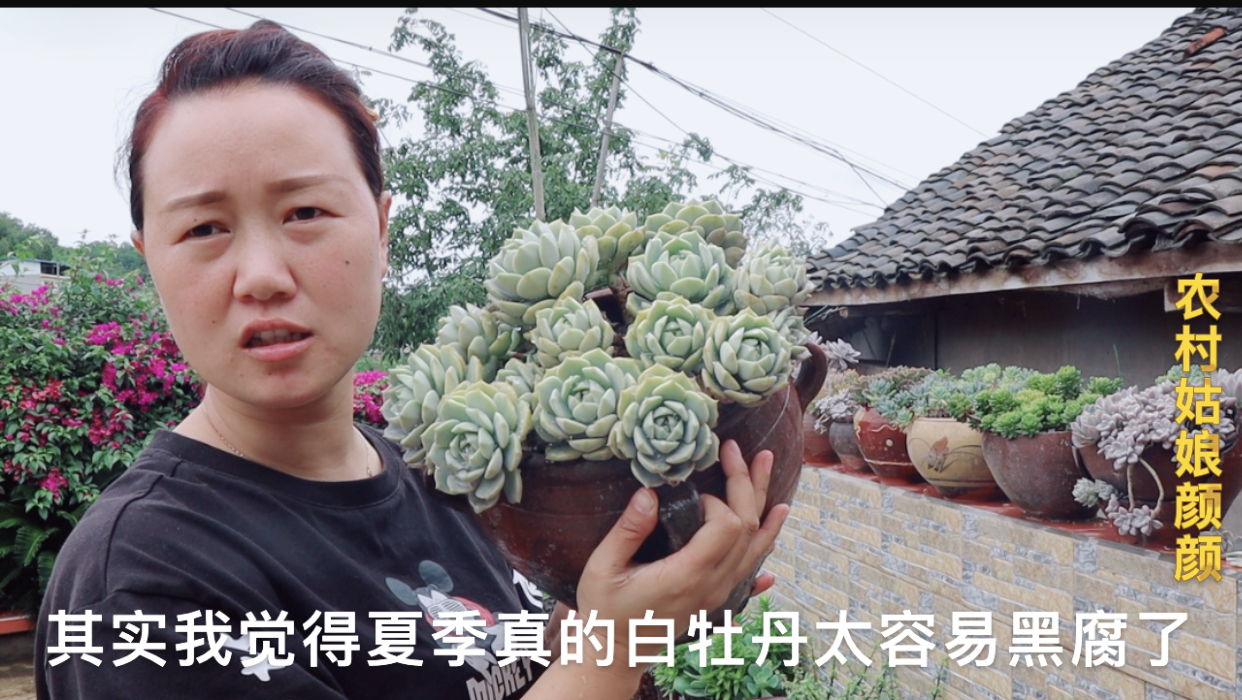农家小院养一院子多肉,就这个品种最爱黑腐,看看是哪个品种?