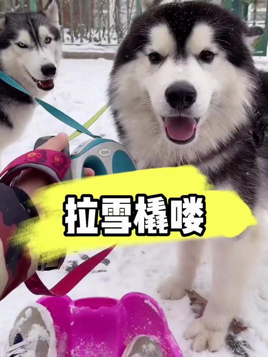 塞帕拉雪橇犬图片