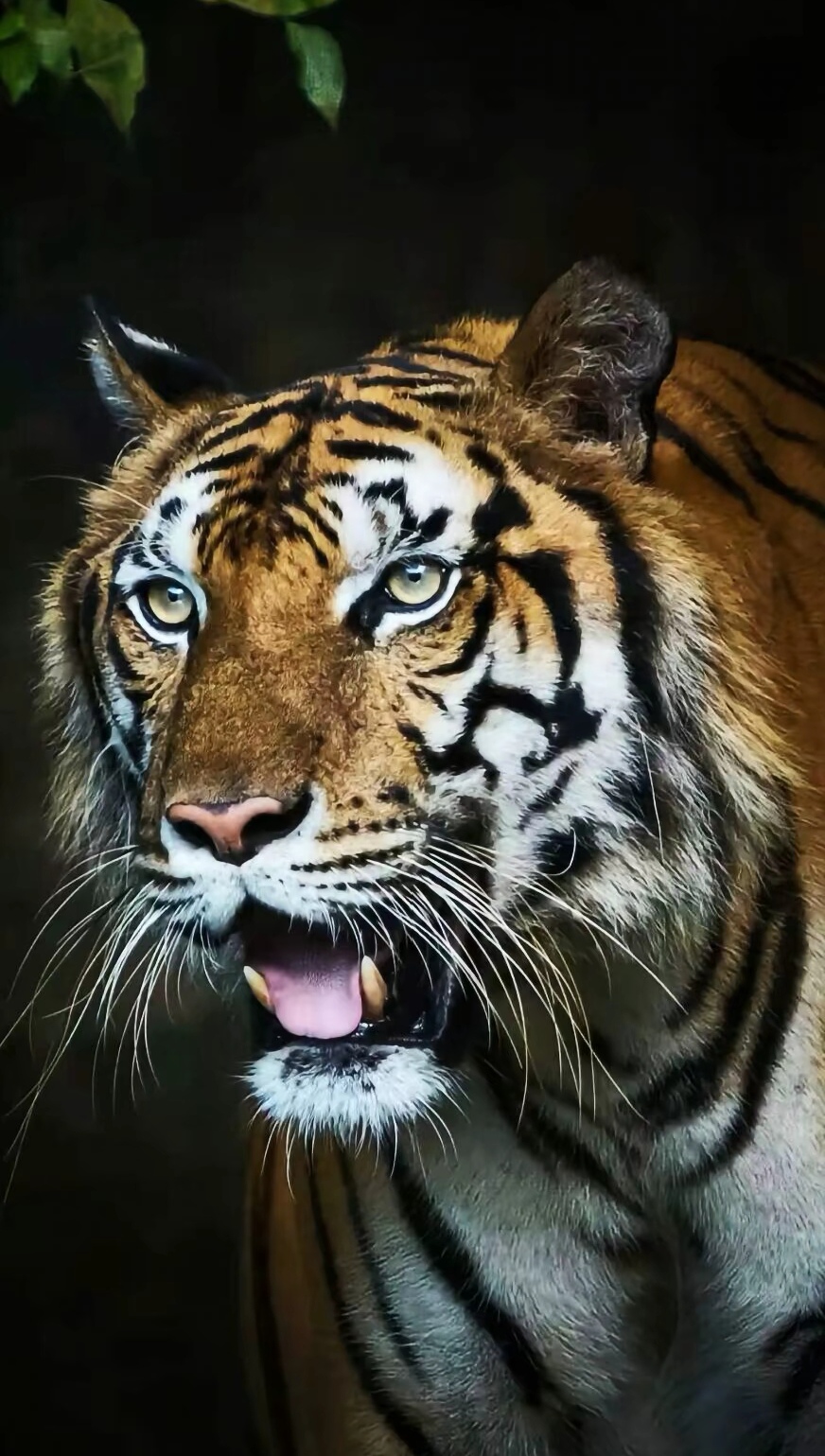 老虎的照片 霸气图片