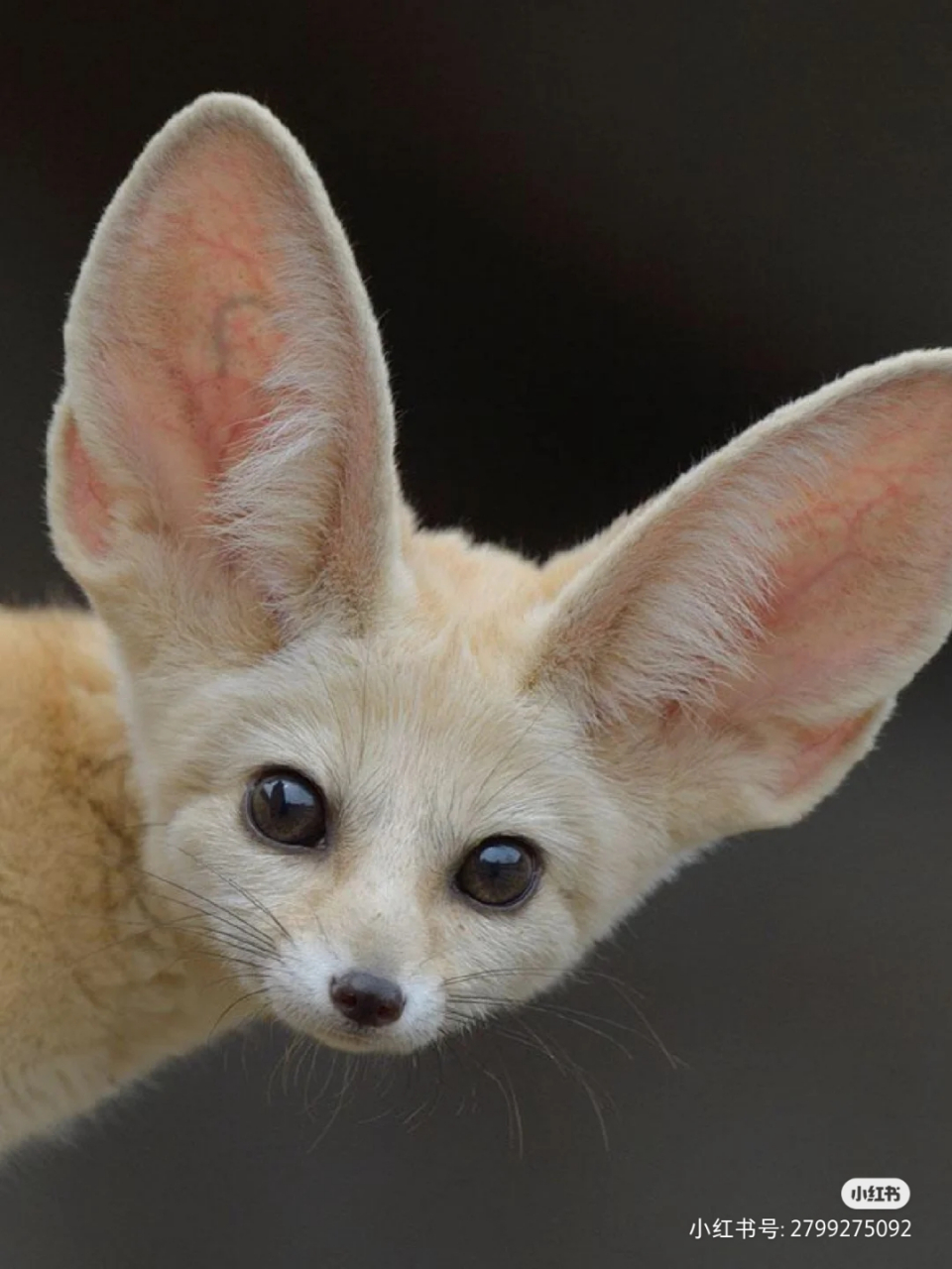 动物世界,大耳小狐