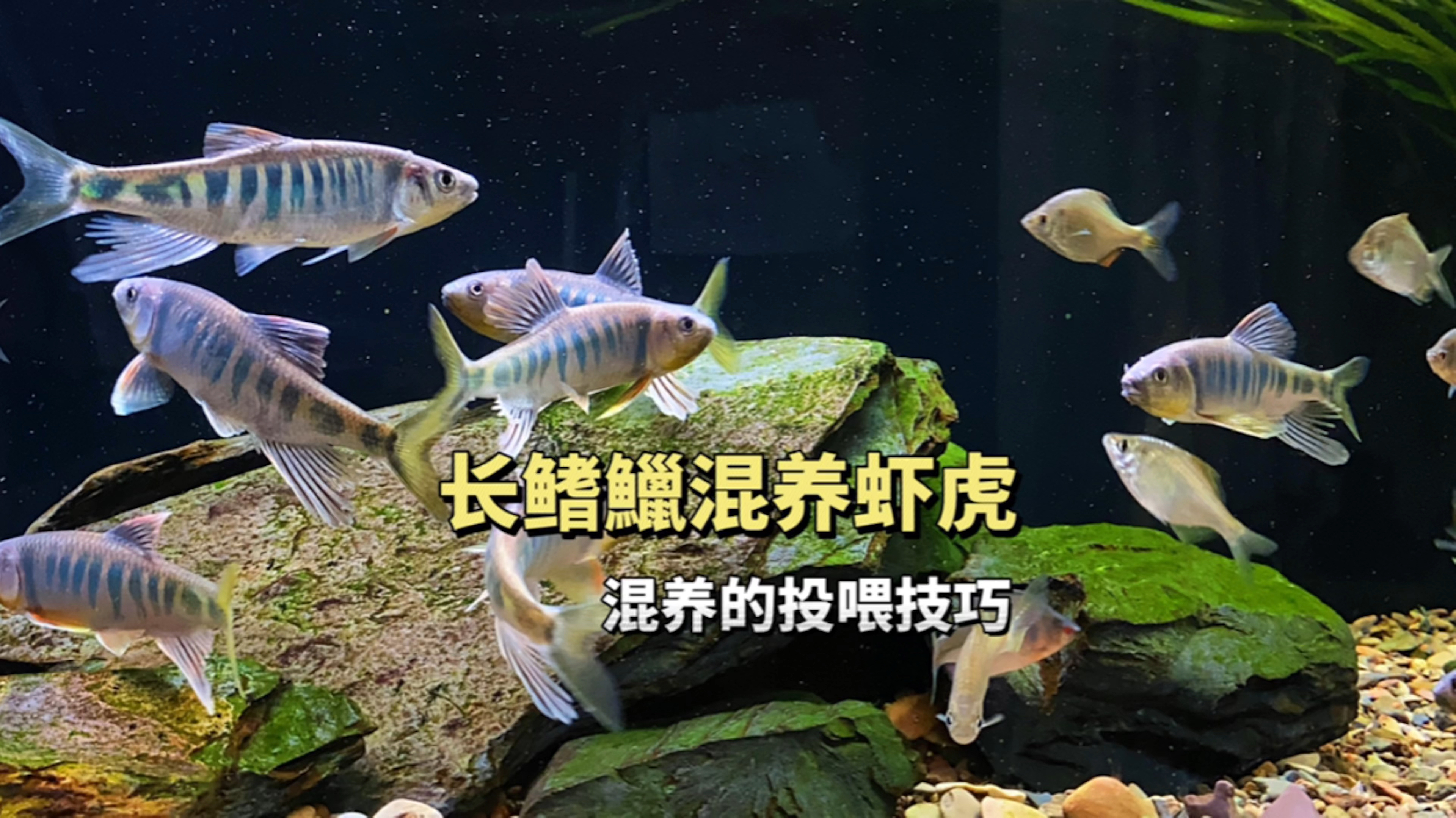 长鳍鱲可以和虾虎混养吗?混养的投喂技巧