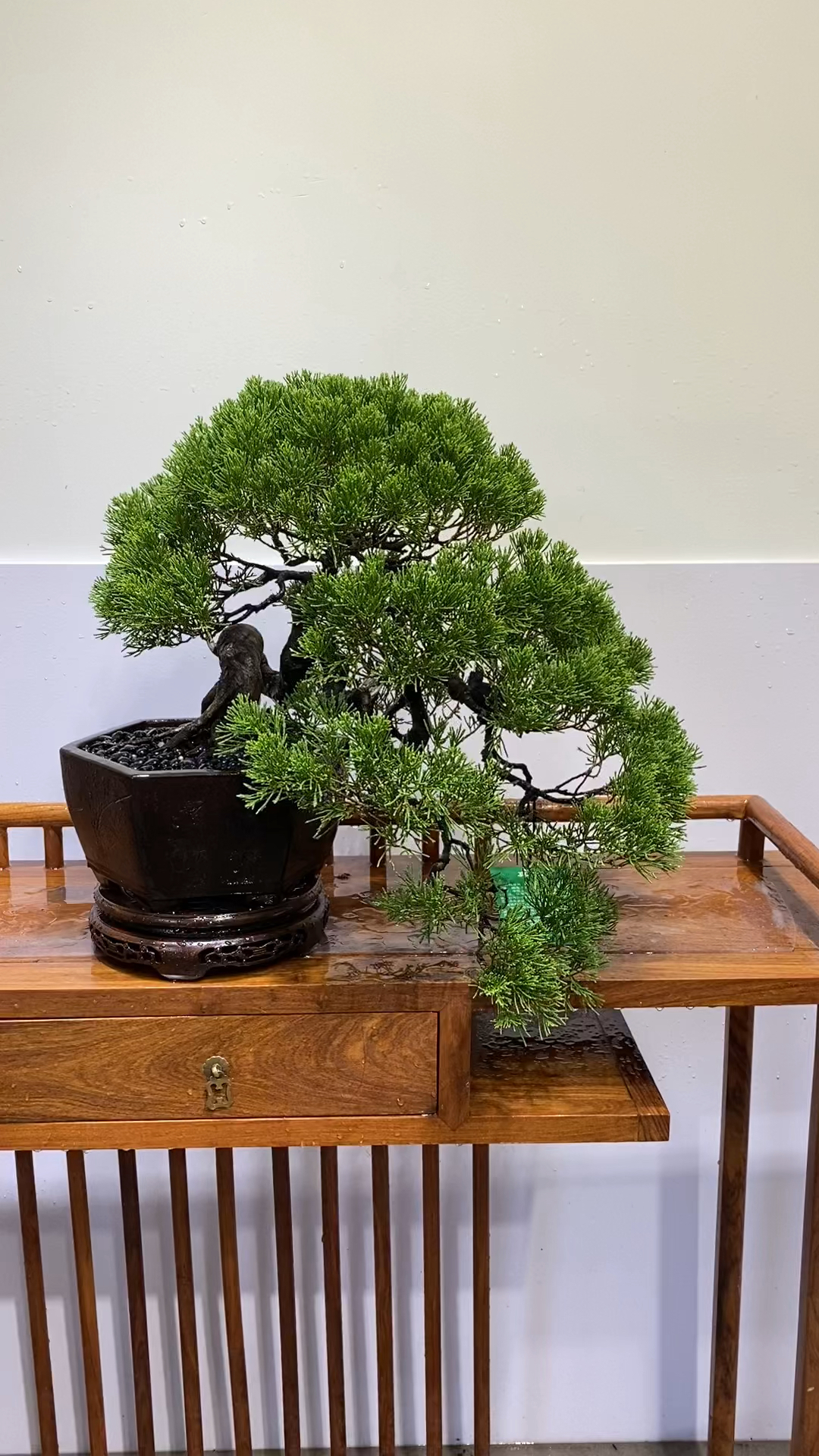 台湾真柏盆景#精品盆景 #别墅庭院植物 #高档大气上档次-度小视