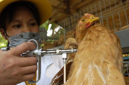 蛋鸡- 优质问答专区