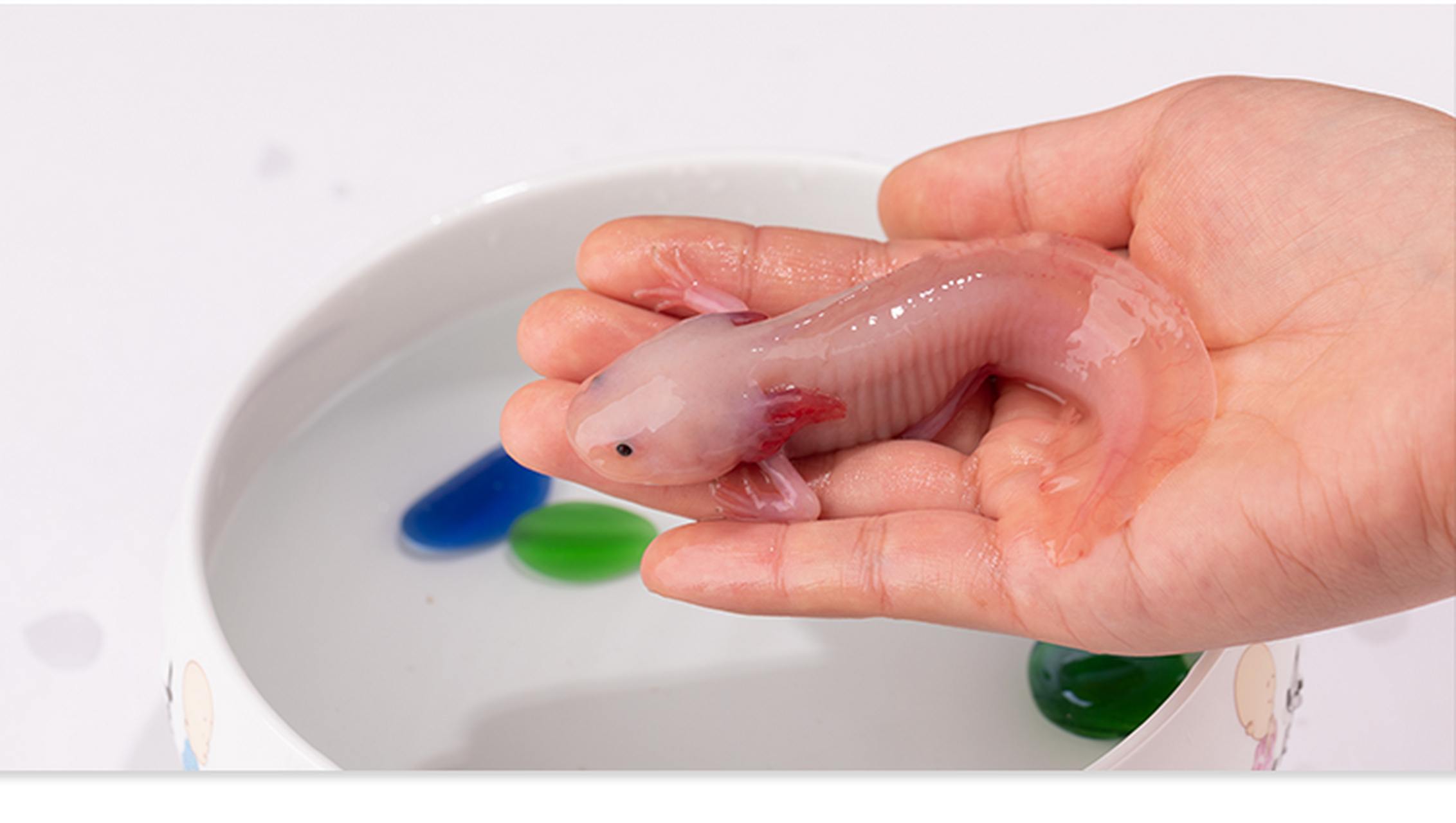 墨西哥钝口螈(英文名称:axolotl),又名美西螈,俗称六角恐龙,是水栖的