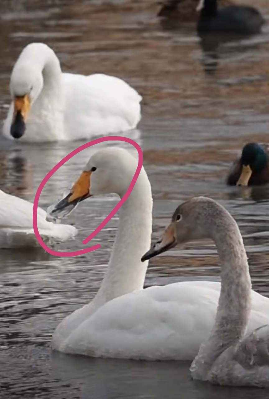 天鹅的嘴被冻住了,无法进食,看着让人揪心.