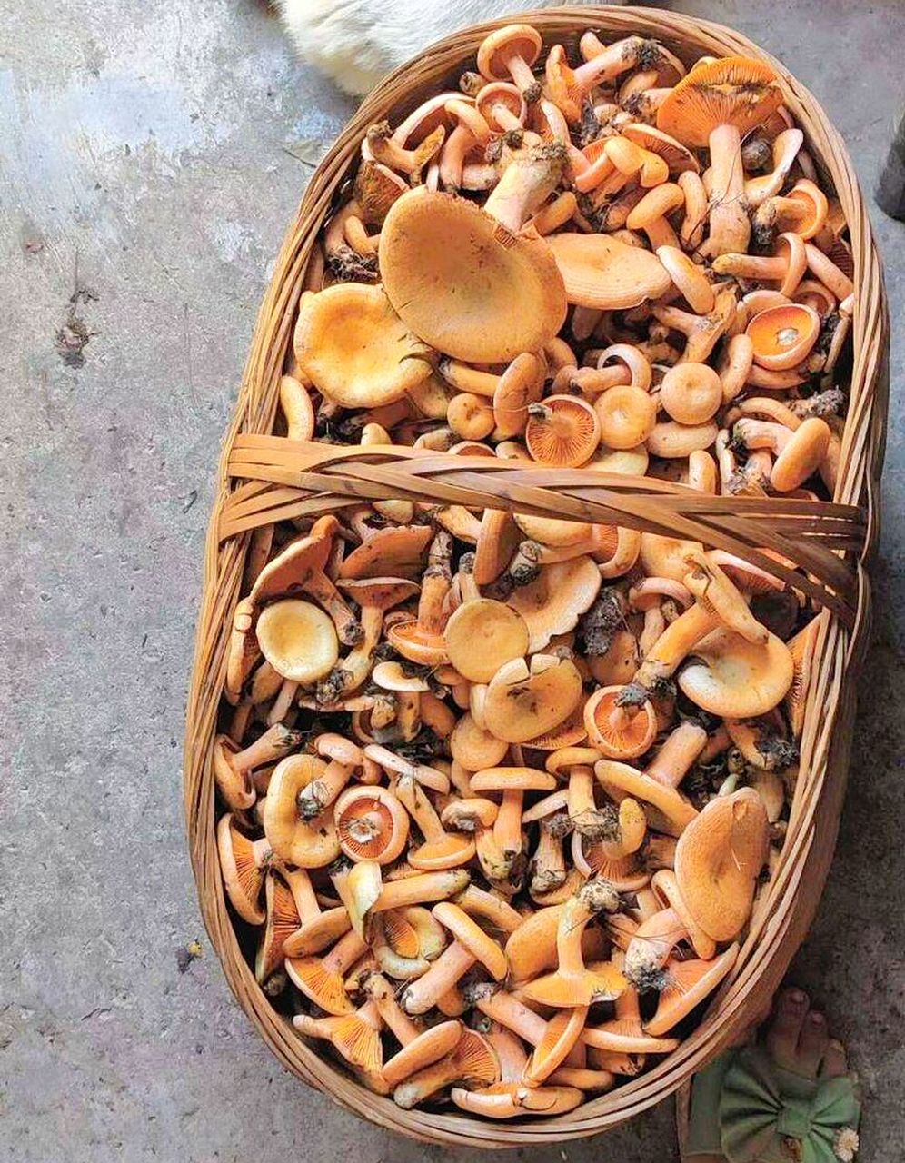 这野生松菌吃过吗?