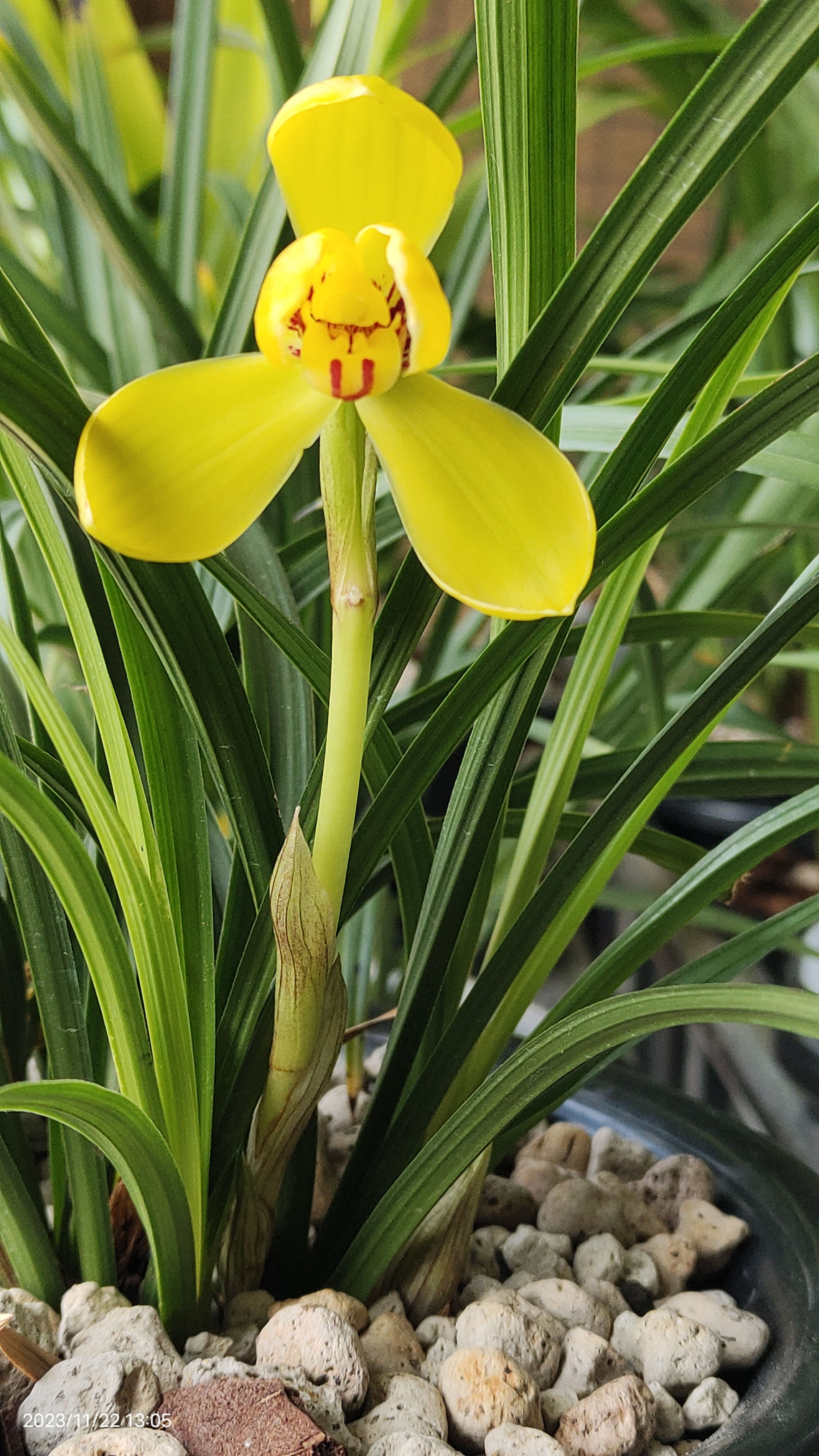 春兰:黄荷梅 ,在秋冬美丽绽放#兰花