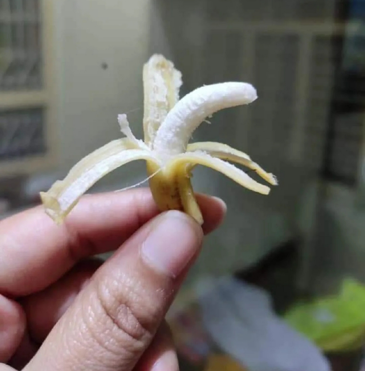 迷你香蕉?
