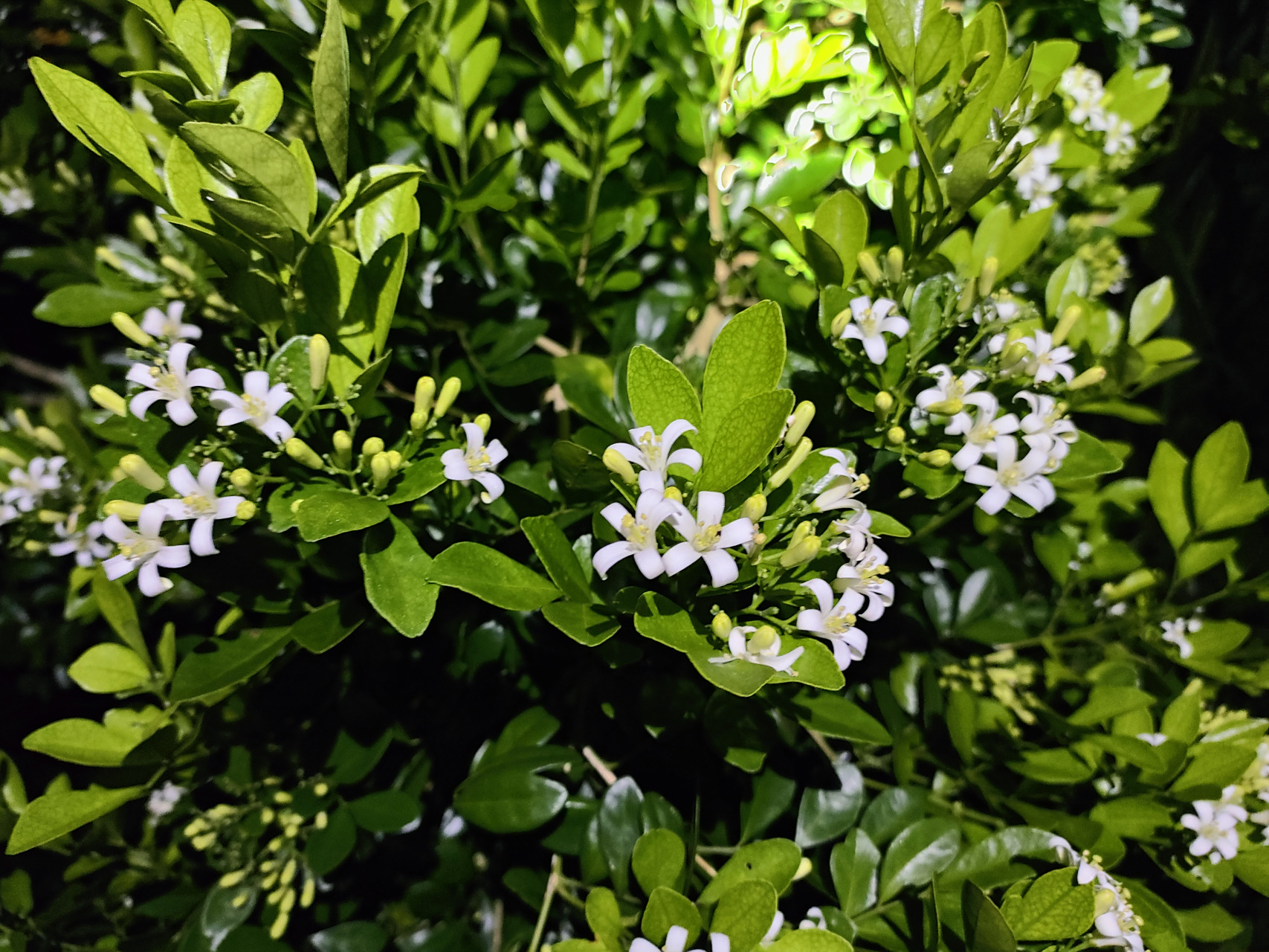 七里香, 叶片为复叶,为卵形或倒卵状椭圆形,叶柄很短;花白色,有芳香味