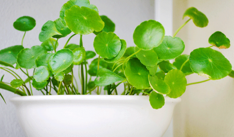 淡绿色的植物有哪些