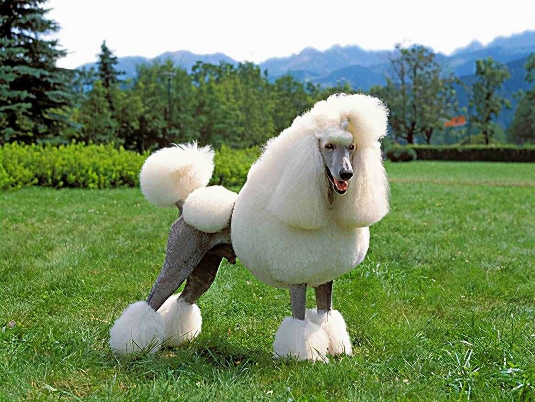 贵妃犬,看着就很高贵的样子