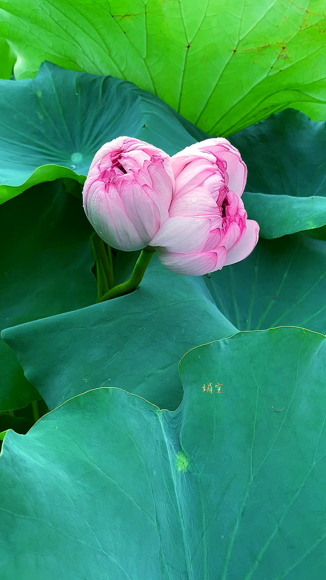 露湿红芳双朵重并蒂芙蓉本自双