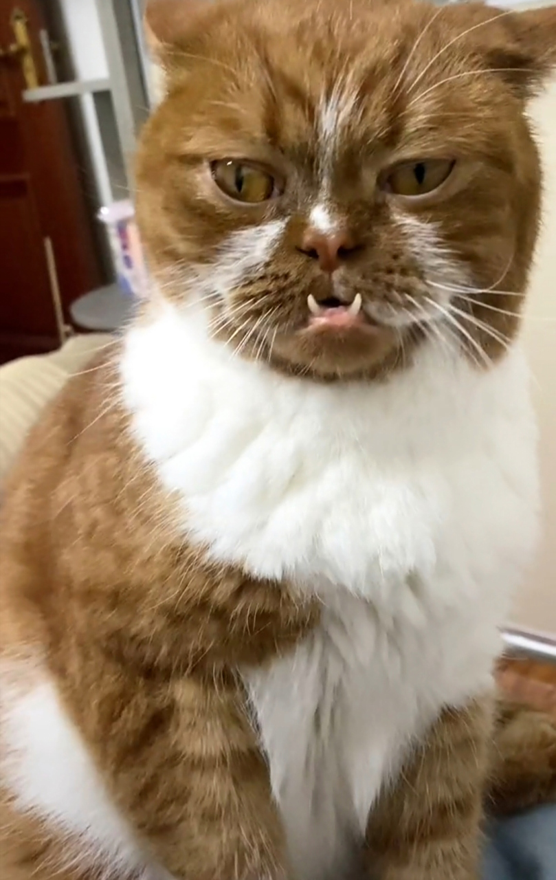 猫也有地包天的[大笑]