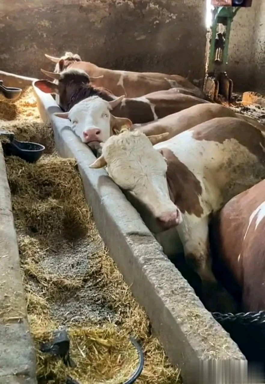 牛睡觉的姿势真好看