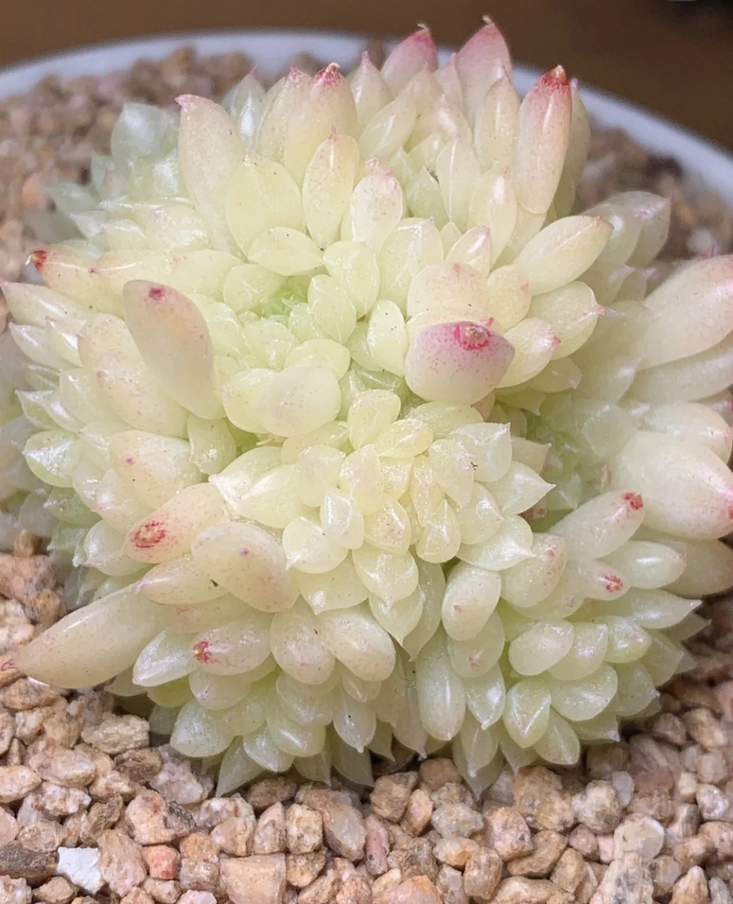 看我养的多肉漂亮吧!给他取个什么名字呢?叫他冰美人怎么样?