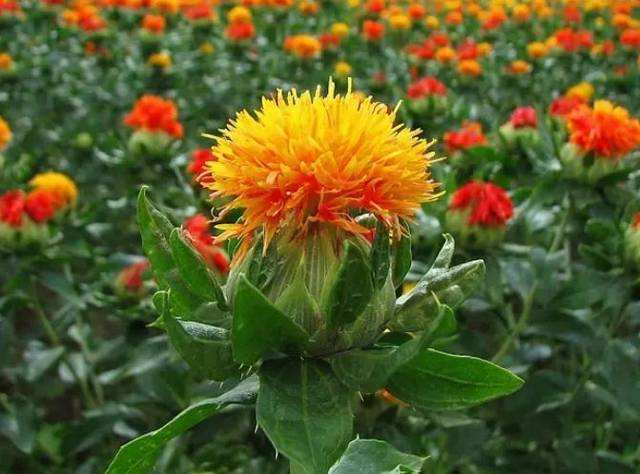 云南红花 - 2020年最新商品信息聚合专区 - 百度爱采购