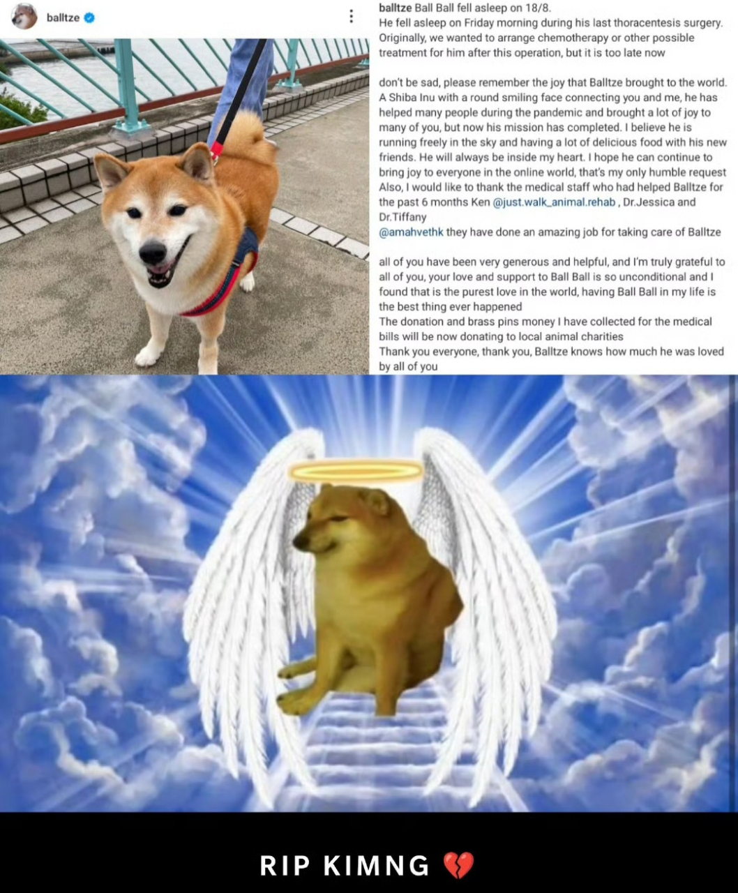 知名迷因 柴犬「cheems」于8月18日去世. 67