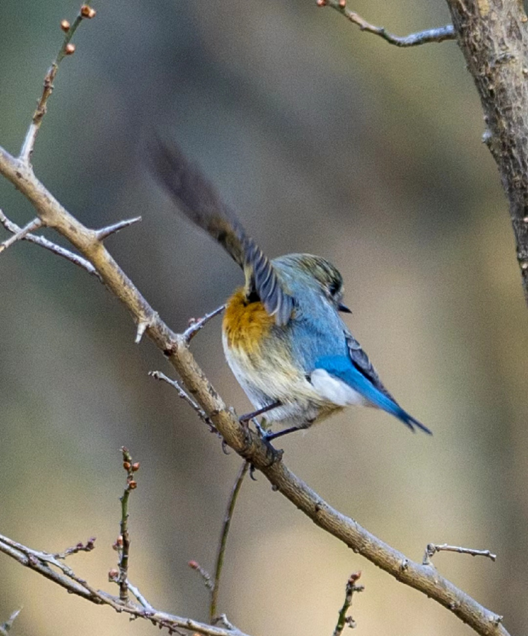 听说这小家伙叫红胁蓝尾鸲雄鸟,也不知道是不是真的.