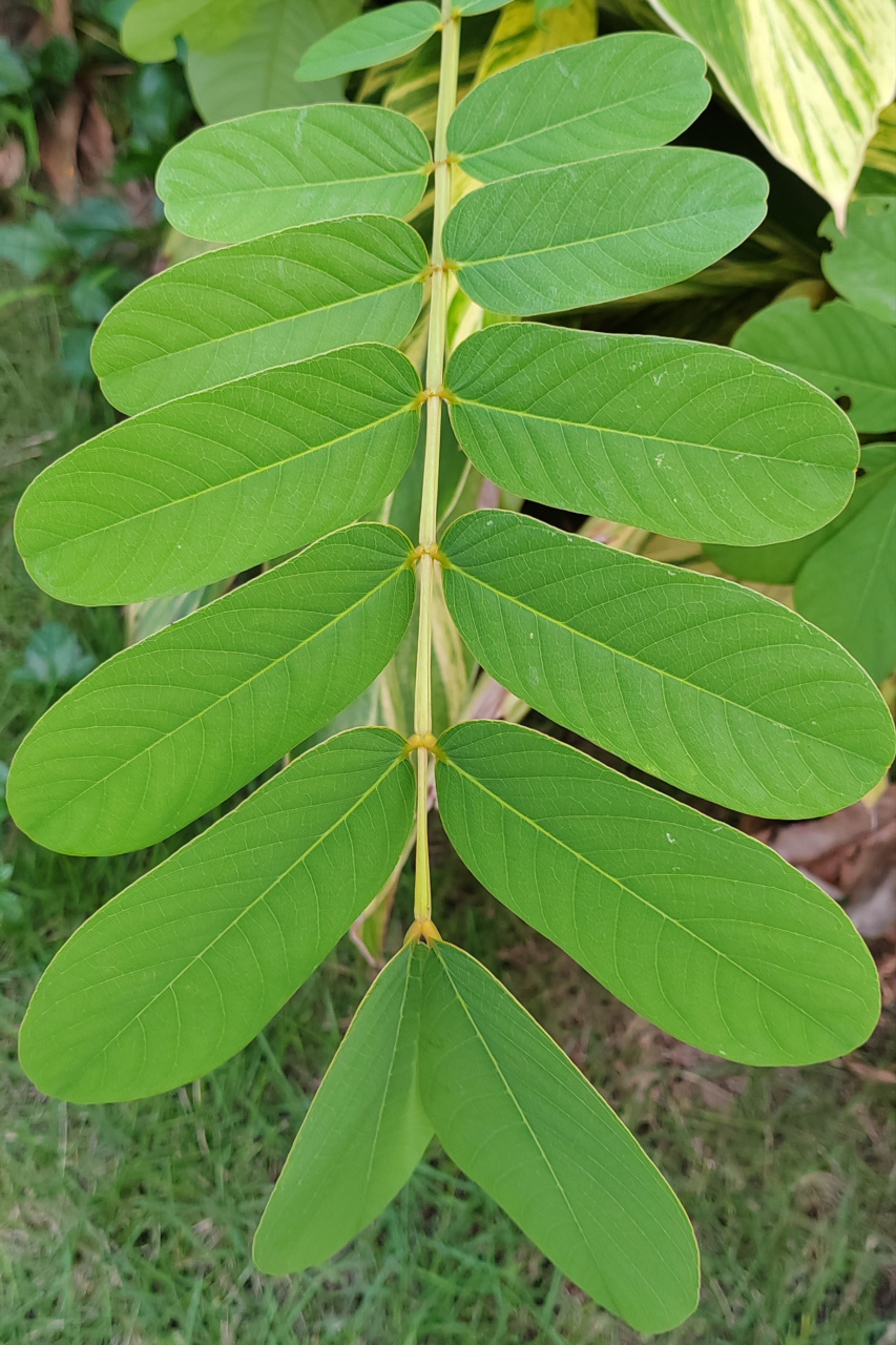 发现新事物:这种植物的叶子长得真有趣,对仗工整,好